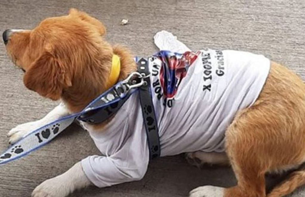 El perro Lester con una remera en homenaje a su dueño (Foto: web)