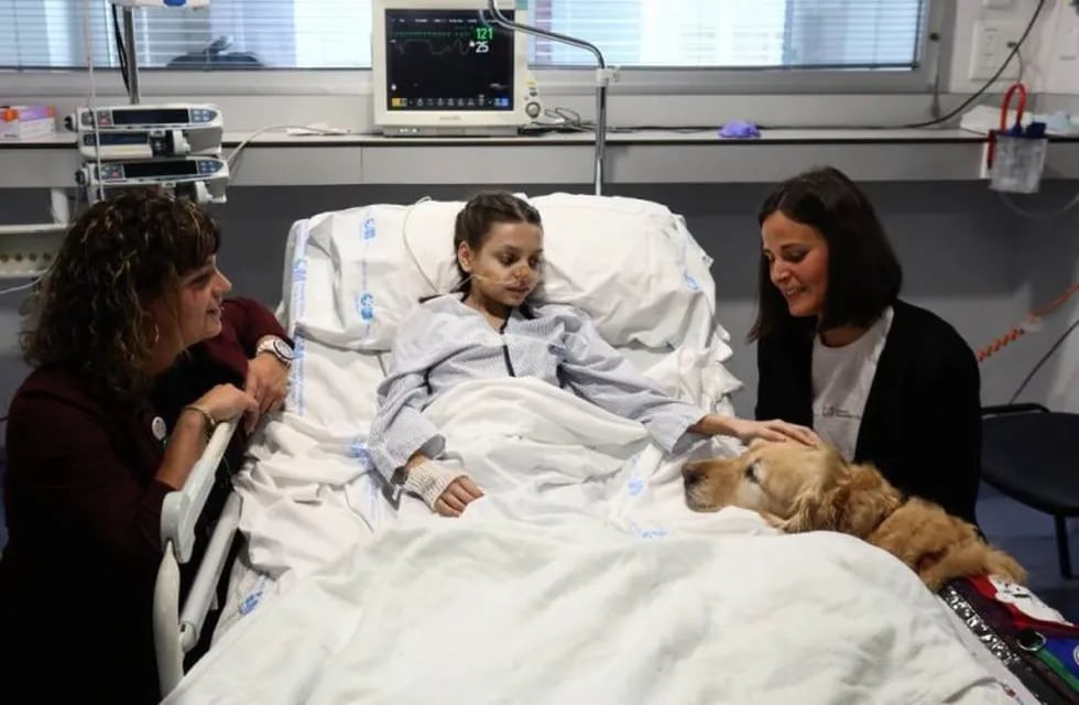 Zenit, el perro terapista que brinda servicio en el Hospital 12 de Octubre de Madrid
