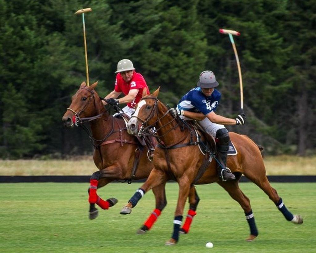 Los caballos pura sangre se utilizan en polo y salto (Web)