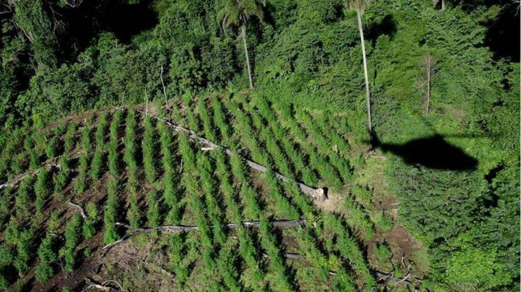 Plantaciones de marihuana avistadas desde el vuelo de un helicóptero