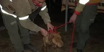 Perro rescatado en San Antonio de Arredondo busca a su familia.