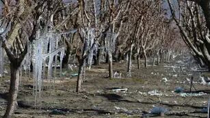 Las heladas se sintieron con fuerza en el sur provincial y en el Valle de Uco Claudio Gutiérrez / Los Andes