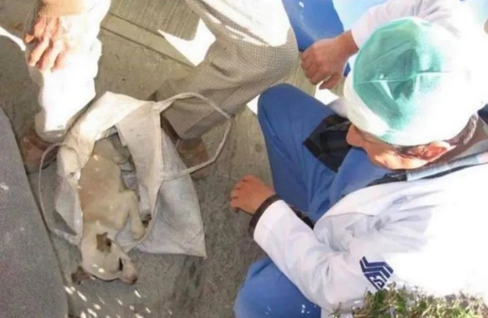Un anciano llevó a su cachorro enfermo a un hospital y los médicos le salvaron la vida.