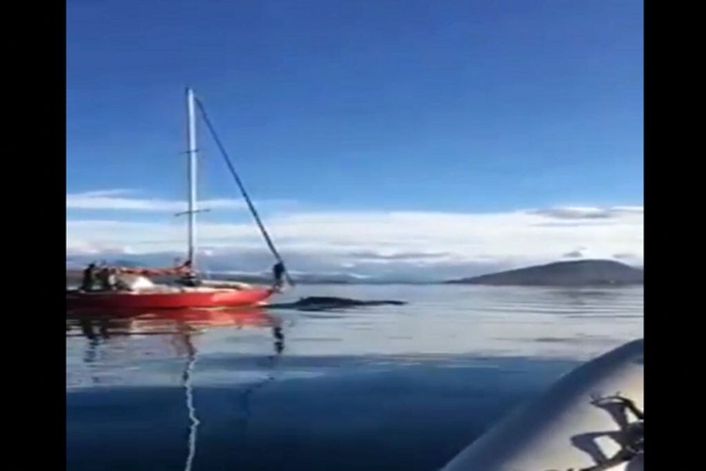 Repudio. El momento en el que un velero choca a una ballena en el canal Beagle. (Captura de video)