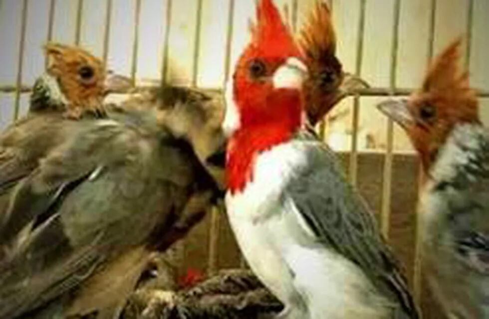 Liberaron a 40 aves autóctonas que habían sido secuestradas en un operativo policial en la Ciudad