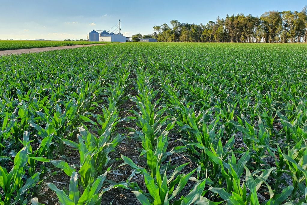 La uniformidad en la siembra de maíz es clave para lograr mejores rindes. (Gentileza Seed Matriz)