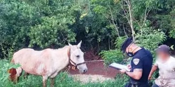 Oberá: la Policía recuperó un caballo robado