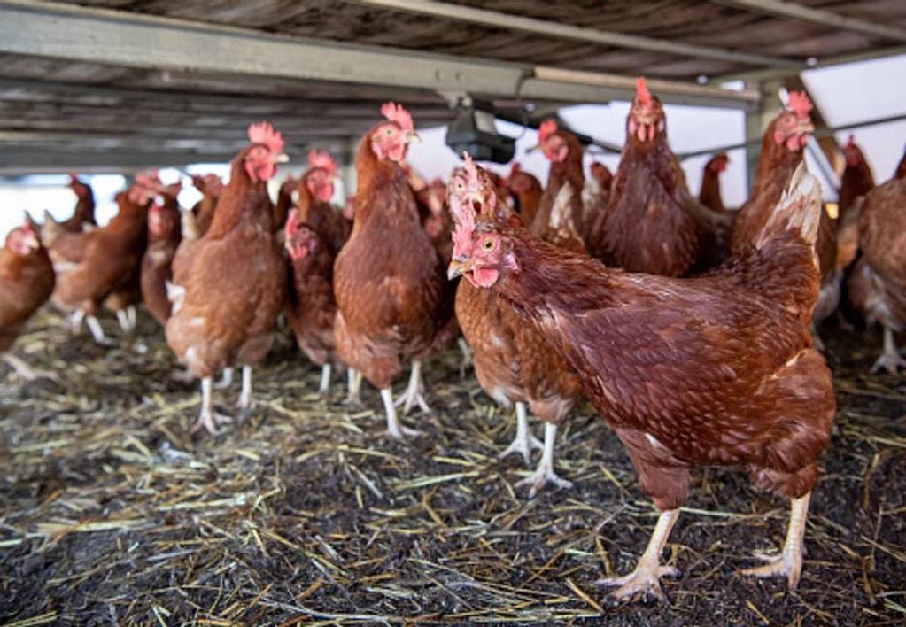 Se tuvieron que sacrificar 400.000 gallinas por un caso positivo de gripe aviar en Chubut.