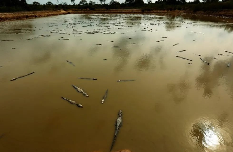 In this June 25, 2016 photo, yacare caimans swim in an artificial reservoir in the San Jorge cattle ranch near the dried up Pilcomayo river, close the town of Fortin General Diaz, Paraguay. Apart from the lagoon, 18 wells have been dug to secure water sources for the reptiles. (AP Photo/Jorge Saenz) paraguay fortin general diaz  paraguay sequia severa en el rio pilcomayo muerte de caimanes y yacares sequia historica en el pilcomayo