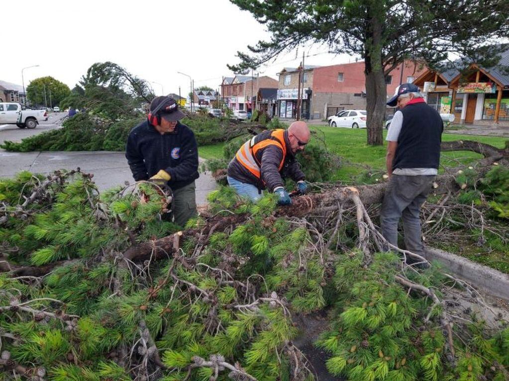 Personal municipal trabajando para sacar los arboles y pinos de las calles.
