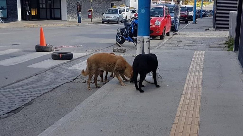 Perros alimentándose de comedero en el centro de Ushuaia.