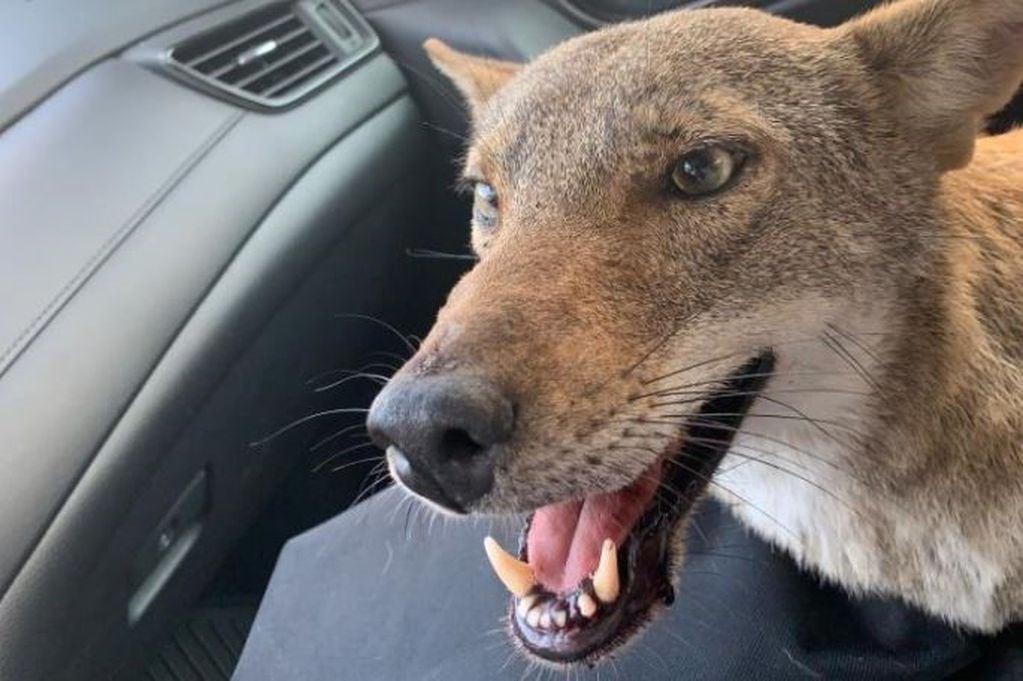 Pancho, el coyote salvaje que terminó muriendo a causa de sus heridas (Foto: Twitter)