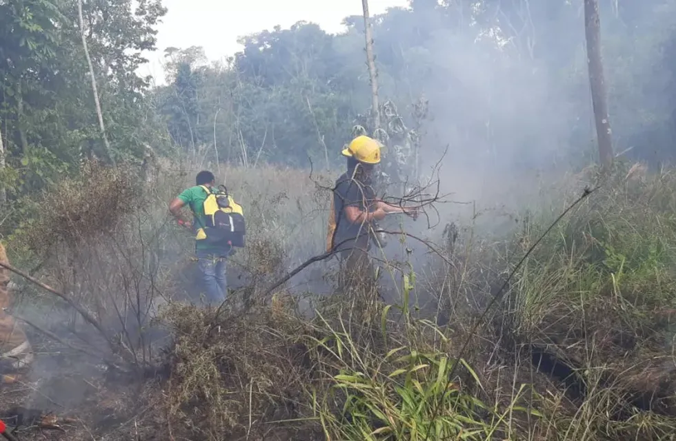 Incendio forestal en Iguazú afectó 10 hectáreas de bosque nativo.