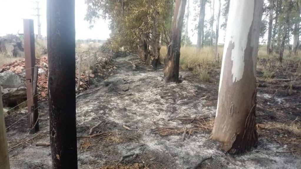 Talaba árboles sin permiso y causó un incendio