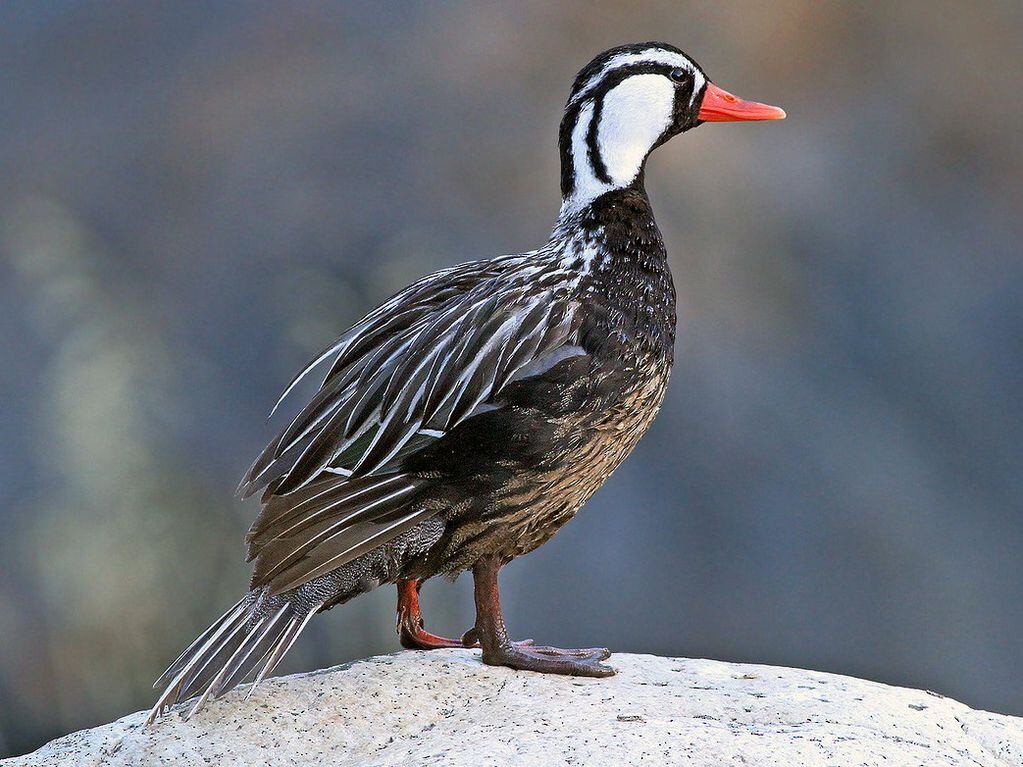 El Pato de Torrentes es uno de las aves en peligro de extinción que habita en la zona.