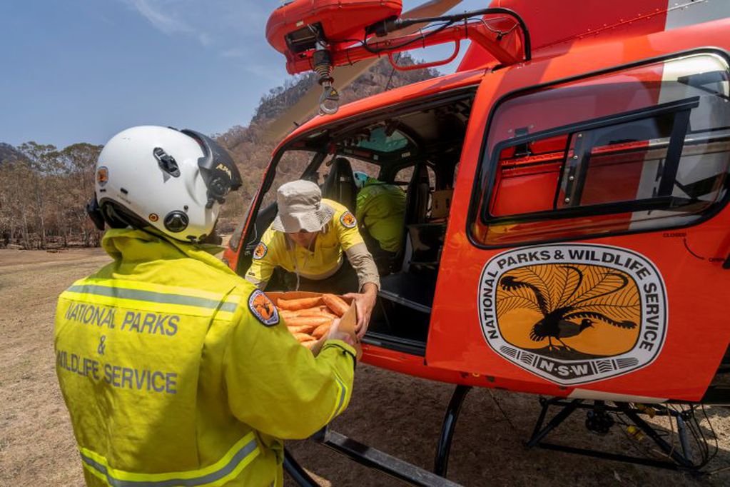 Arrojaron zanahorias para los animales afectados por los incendios en Australia (Foto: REUTERS)