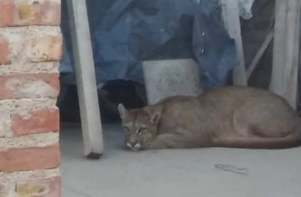 Encontraron un puma en el patio de una vivienda en construcción de Neuquén.
