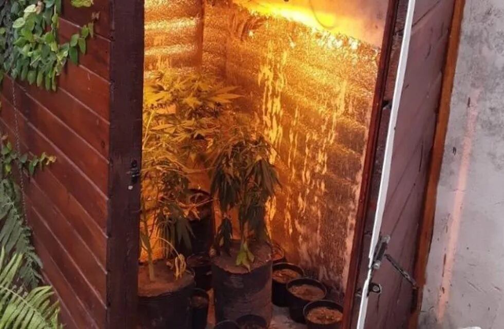 Los policías detectaron un indoor con 4 plantas de marihuana. (Rosario3)