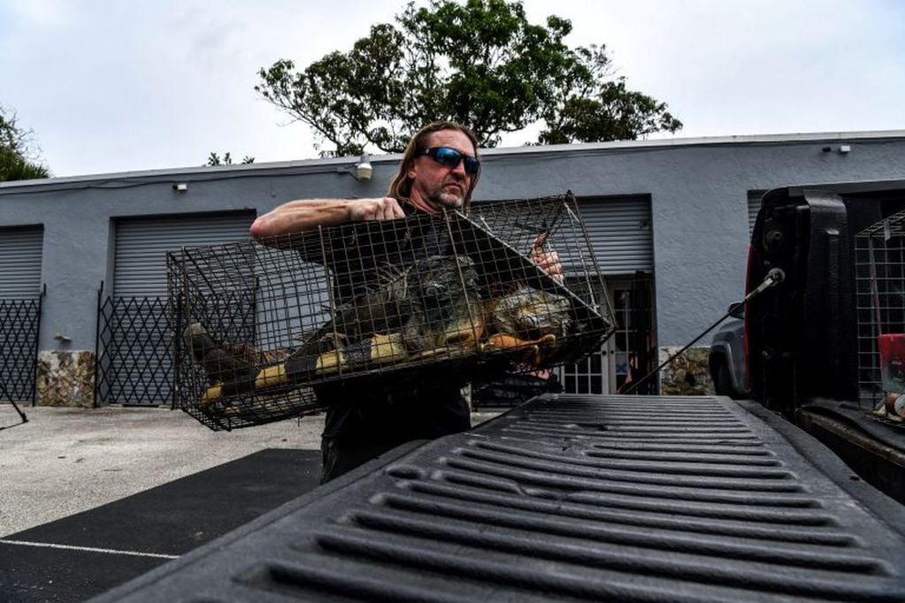 Woods, con iguanas en una zona al norte de Miami. (AFP)