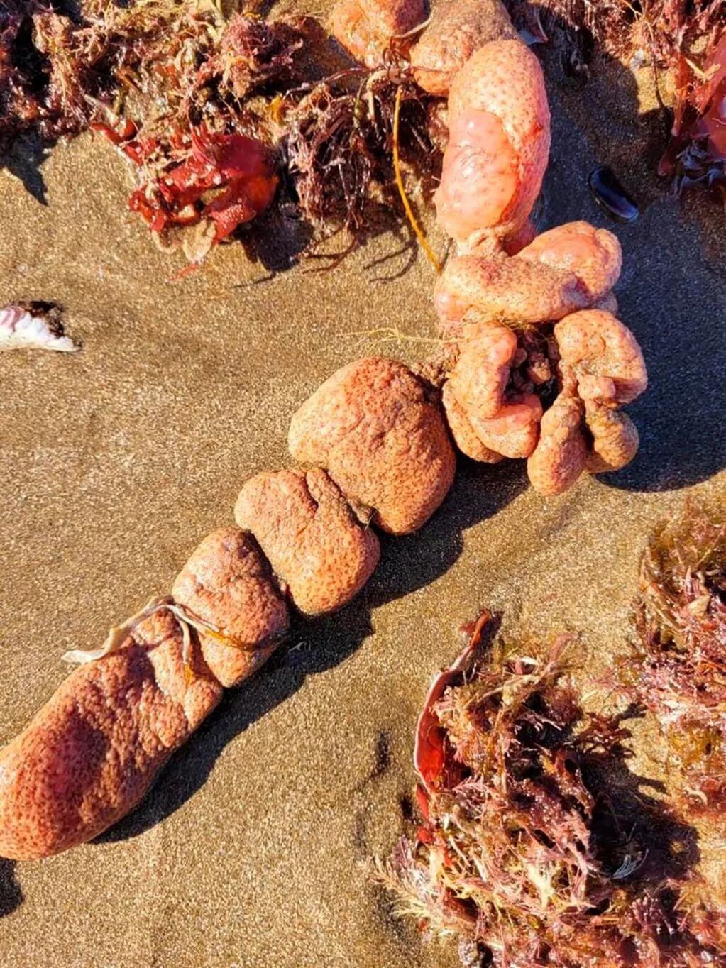 Las "papas de mar" fueron encontradas en las playas del sur de Mar del Plata. (Foto: Inidep).