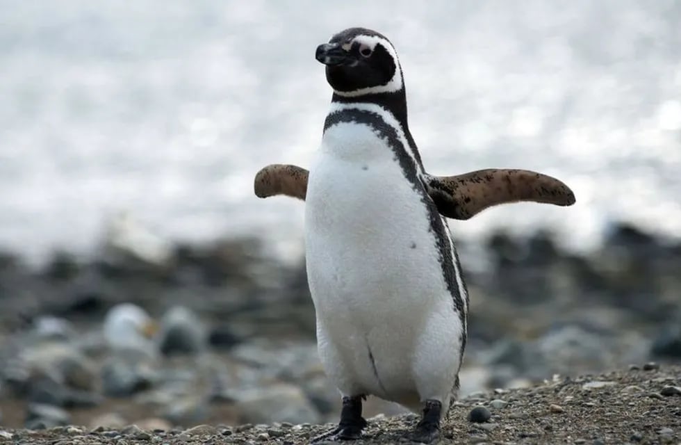 Están llegando los primeros pingüinos de Magallanes a Monte León.