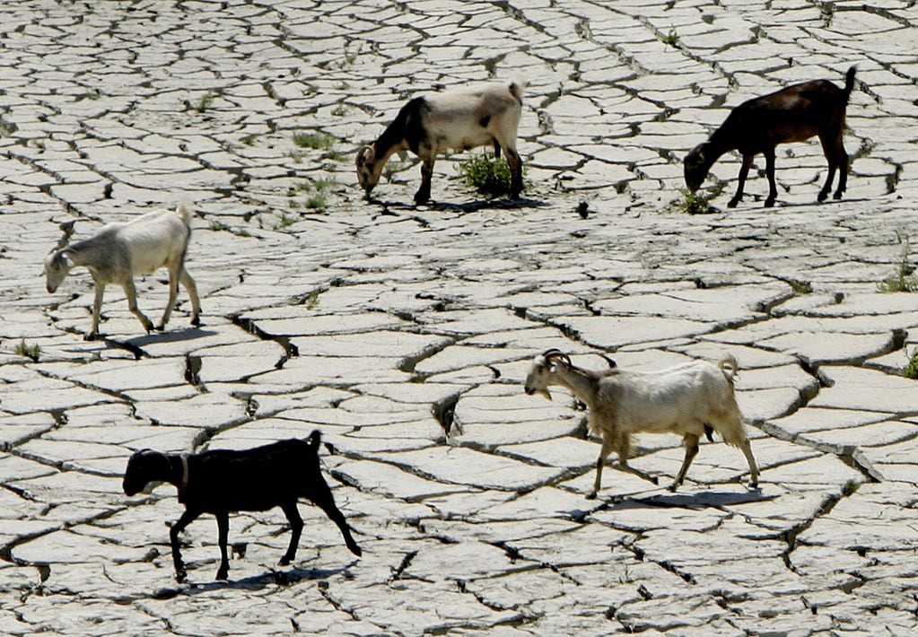 Mendoza se encuentra en un periodo de emergencia agropecuaria a causade la sequía. Imagen ilustrativa.
