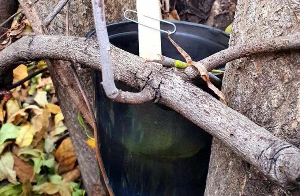 Dengue: trampas en Parque San Martín