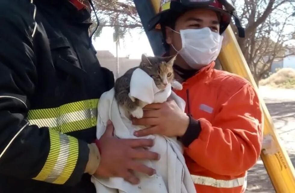Rescate de una gatita por Bomberos Voluntarios Arroyito