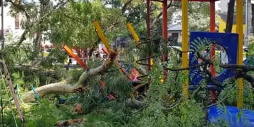 Caída del árbol en Parque Avellaneda.