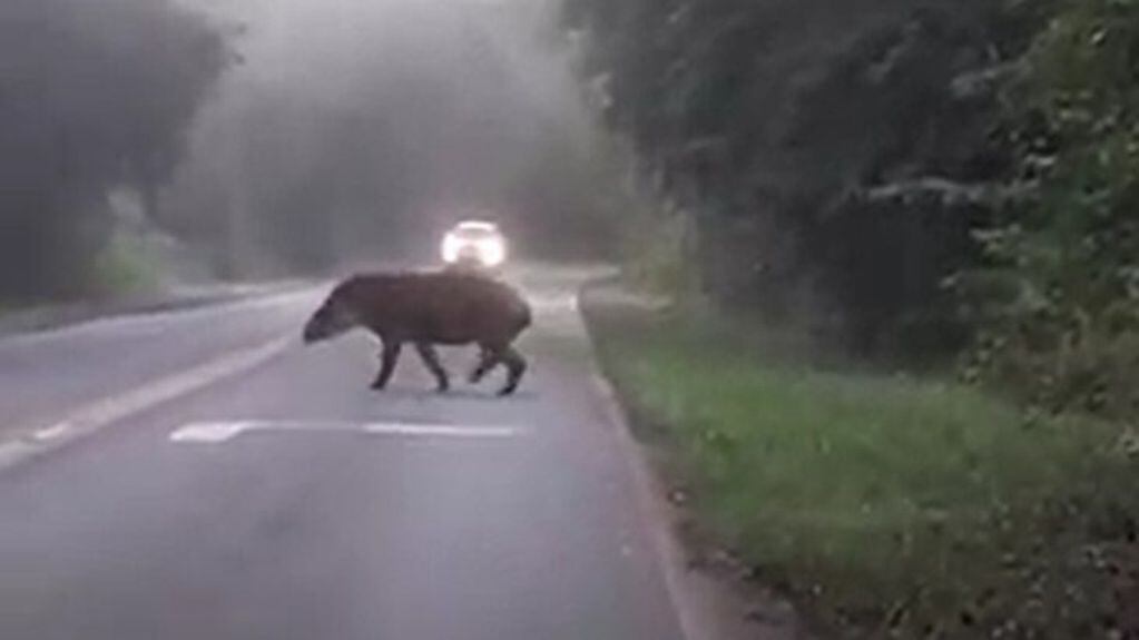 Capturaron en video a un tapir cruzando la ruta en inmediaciones a Cataratas.