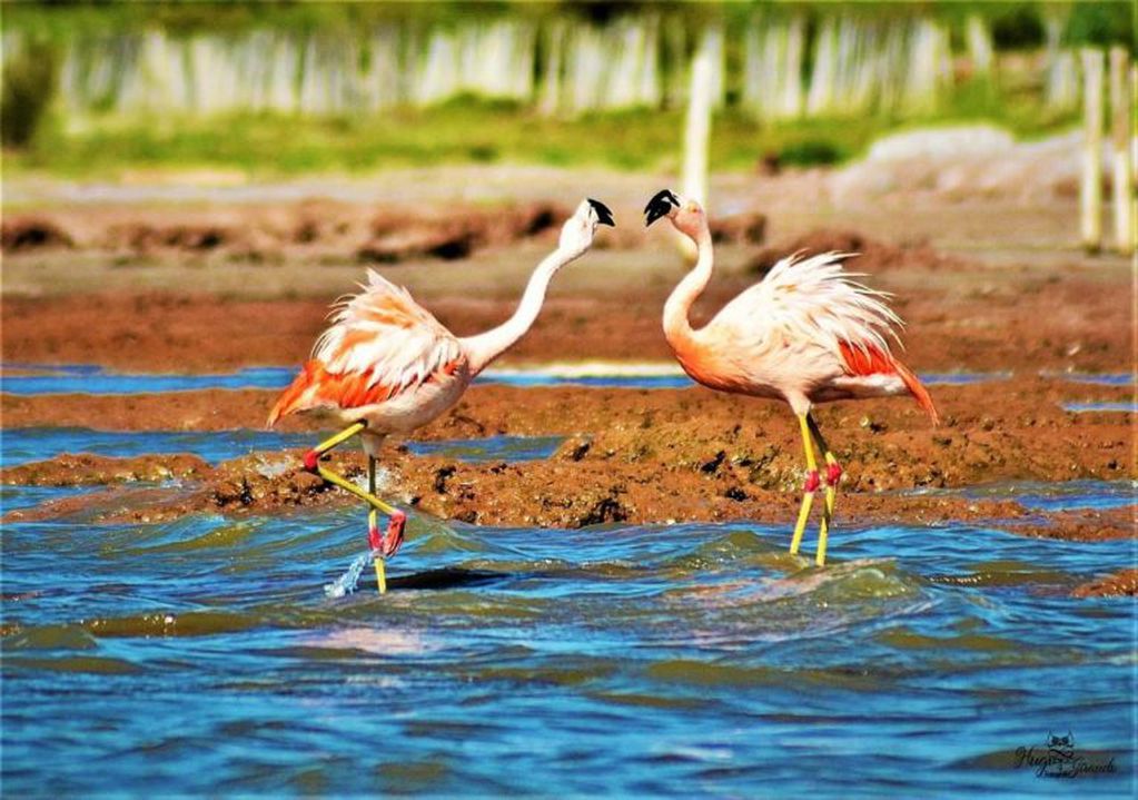 Flamencos en Miramar de Ansenuza - Hugo Giraudo