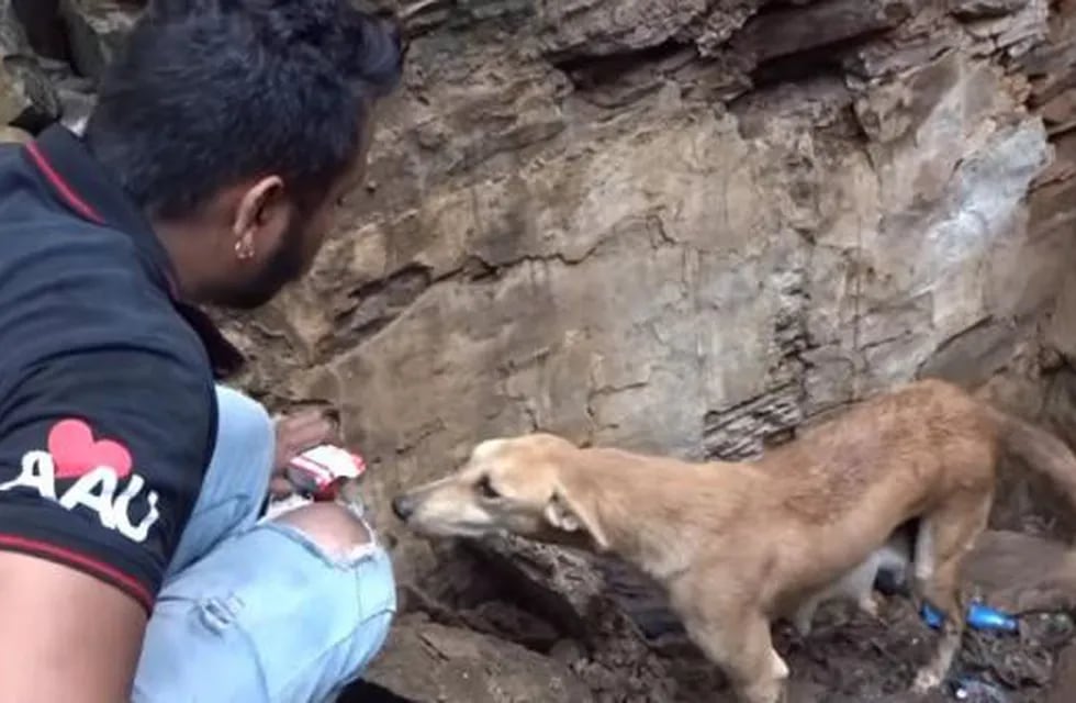 (Foto:Captura) Perra rescata a sus cachorros en India