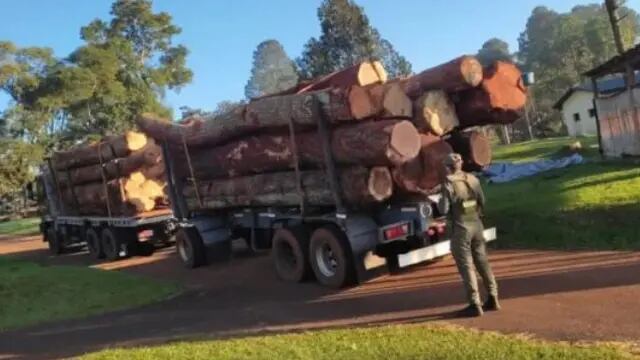 Incautan cargamento de madera nativa en San Pedro