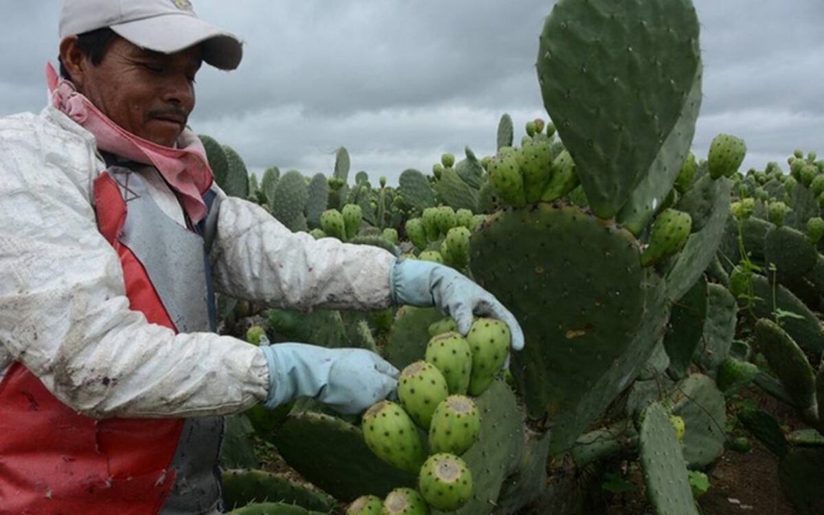 Entidad gremial agraria en proyecto de cultivos especiales : la Tuna