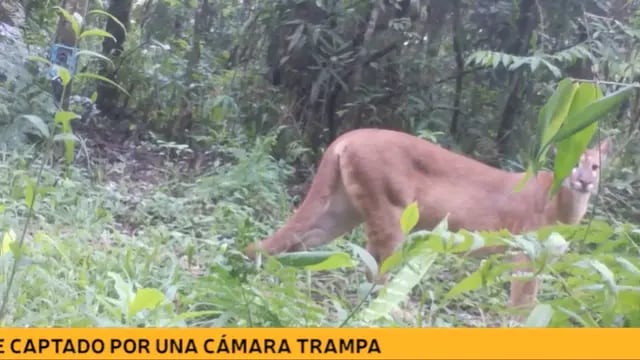 Captan a un puma en el Parque Nacional Iguazú