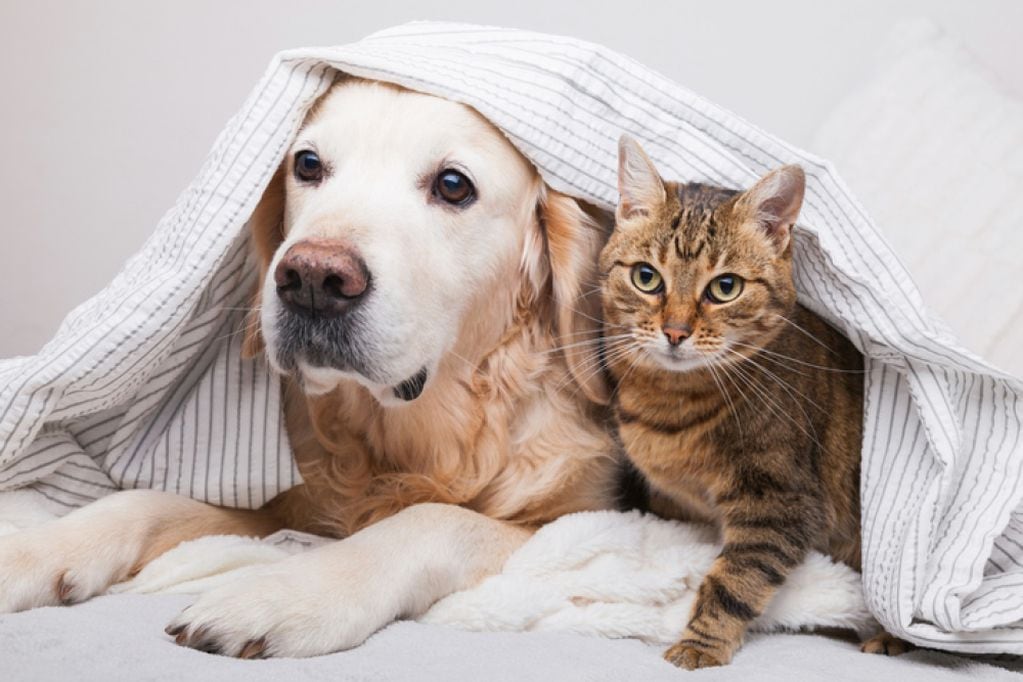¿Cómo cuidar a las mascotas del frío?