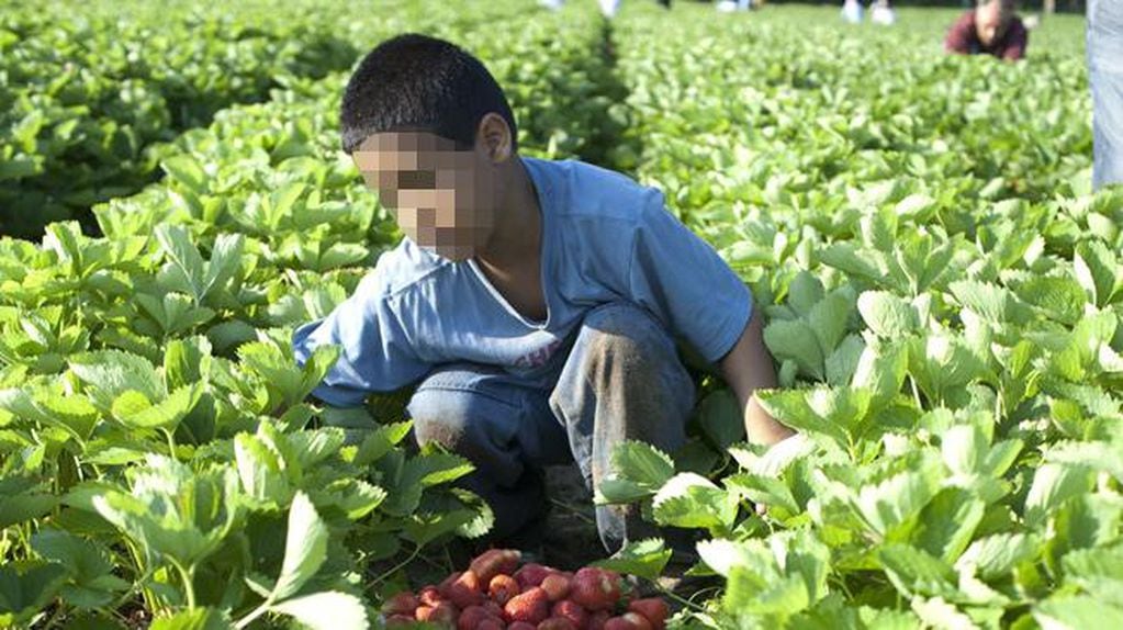 El trabajo infantil está considerado como una forma de esclavitud moderna. Foto: AP/Archivo.