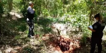 Interceptan y secuestran ejemplares de palmeras nativas en Capioví