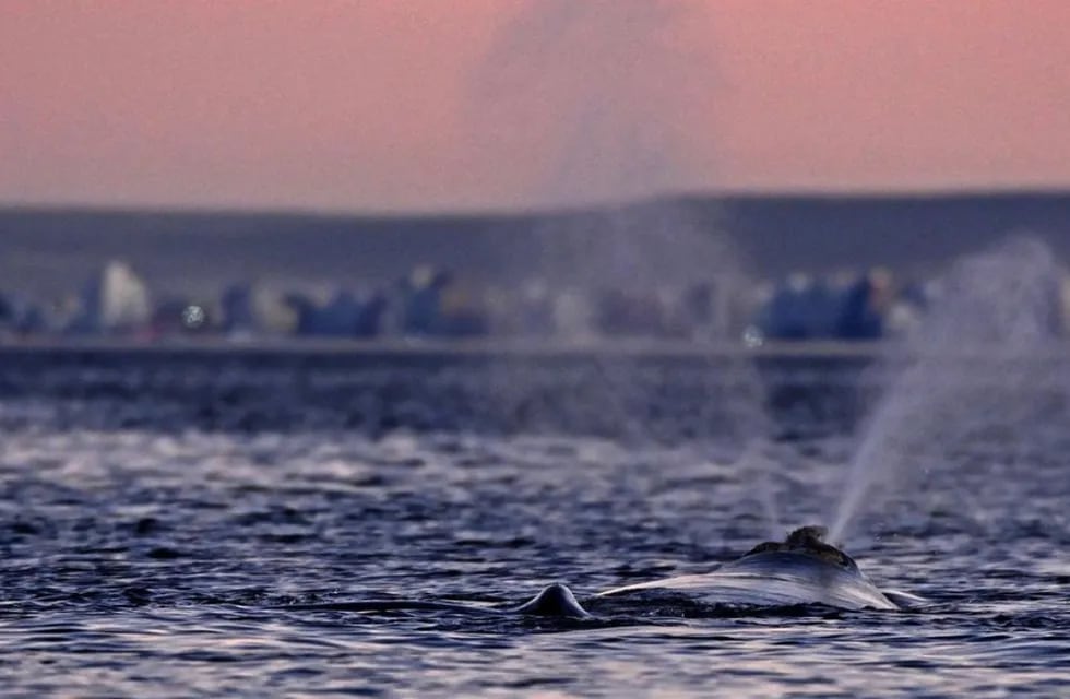 Las ballenas frente al atardecer en Puerto Madryn.