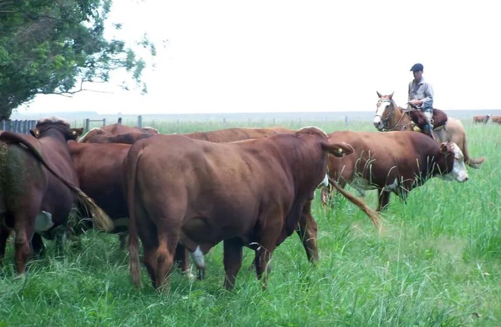 La ganadería en Corrientes posee 22 mil productores pero no está industrializada.