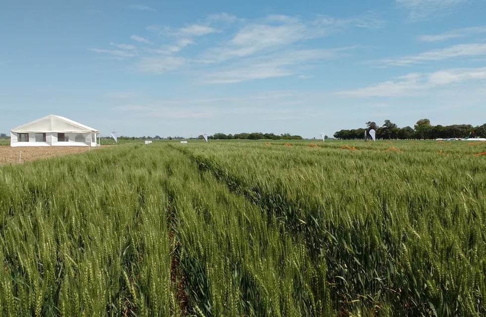 El panorama del trigo complica a la producción del sector agropecuario.