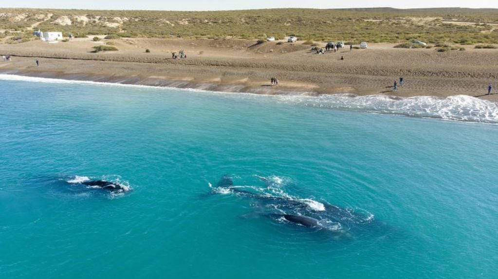 Los cientificos identificaron mas de 100 ballenas.