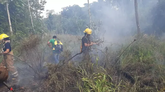 Incendio forestal en Iguazú afectó 10 hectáreas de bosque nativo