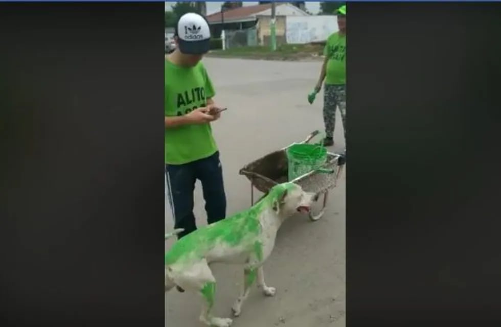 Militantes de Sarita y Alito Assan pintaron de verde a un perro. (Captura de Pantalla)