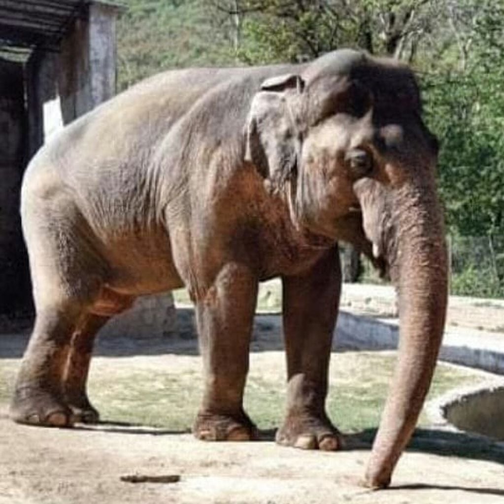 El elefante se encontraba en malas condiciones. (Foto:acnansi)