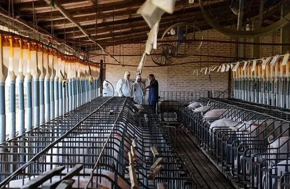 Chaco dirigirá esfuerzos para el crecimiento de su industria porcina. (Web).