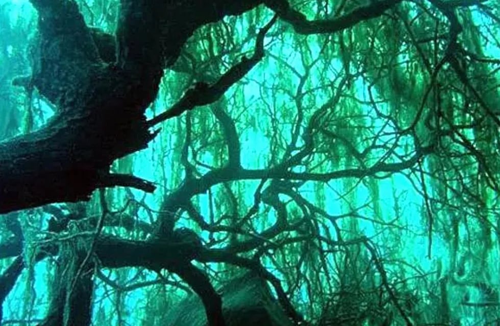 Existe un bosque sumergido en el agua y está ubicado en la provincia de Neuquén.