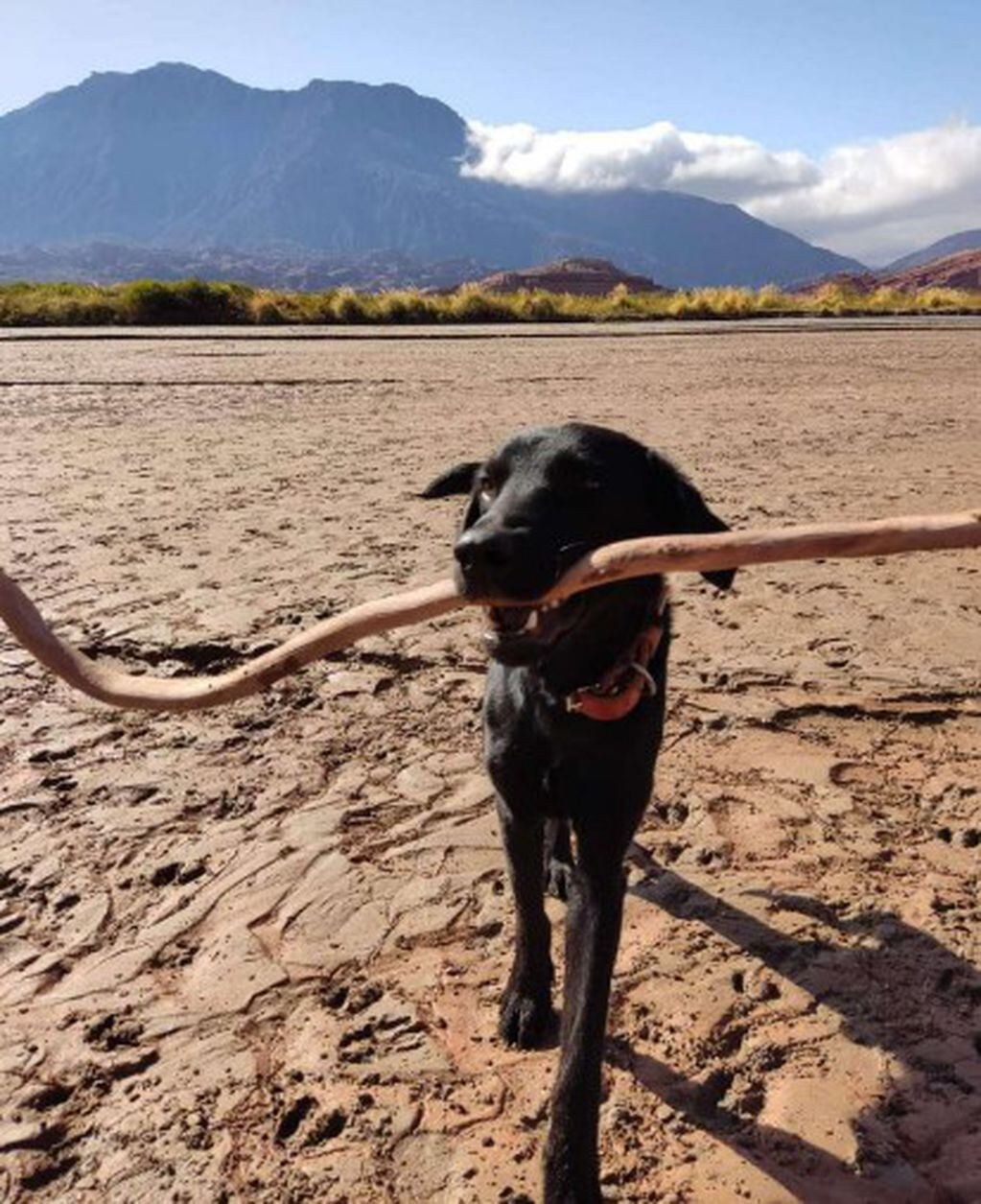 Rocco estaba desnutrido y atado en la parte trasera de una casa.