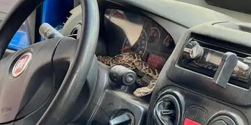 El reptil se encontraba en el tablero del auto. (El Doce)