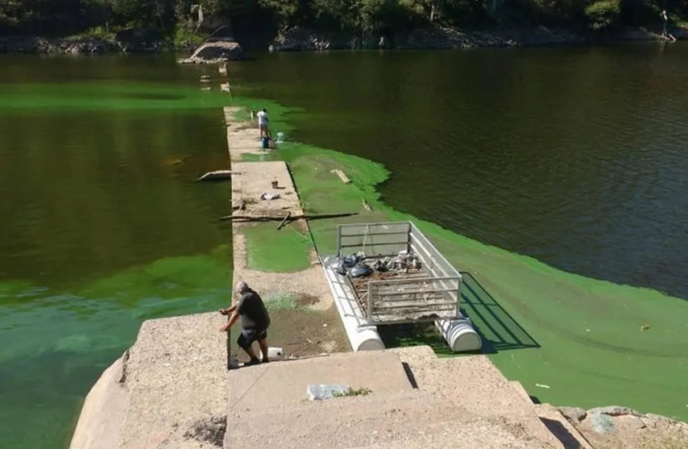 La Provincia comenzó a remover las algas verdes.